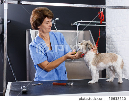 Woman grooming havanese in salon Woman grooming havanese in salon 56632510