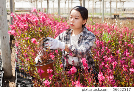 Chinese woman gardener is standing with flowers Oenothera lindheimeri in orangery Chinese woman gardener is standing with flowers Oenothera lindheimeri in orangery 56632517