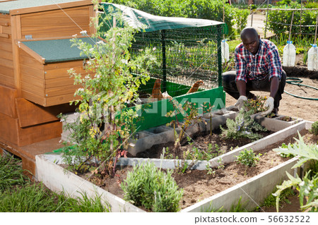 Man working near henhouse 56632522