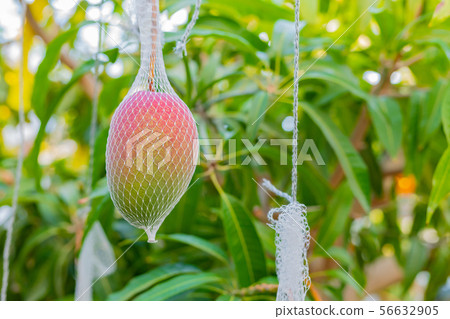 Mango Farmer's Plastic House Kannami-cho, Shizuoka Mango Farmer's Plastic House Kannami-cho, Shizuoka 56632905