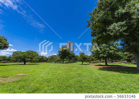 Lawn open space of Kiba Park 56633146