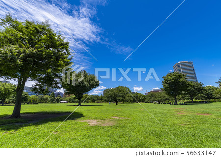 Lawn open space of Kiba Park 56633147