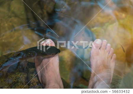 Young man having Antimony fish spa therapy Young man having Antimony fish spa therapy 56633432