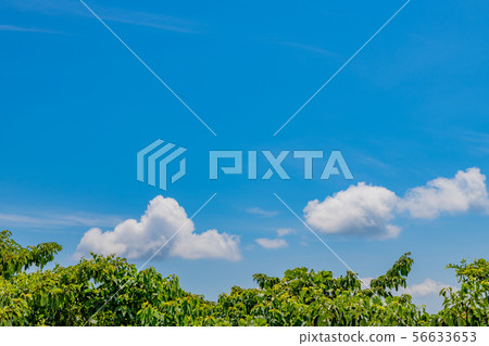 夏天藍天和綠色 夏天藍天和綠色 56633653