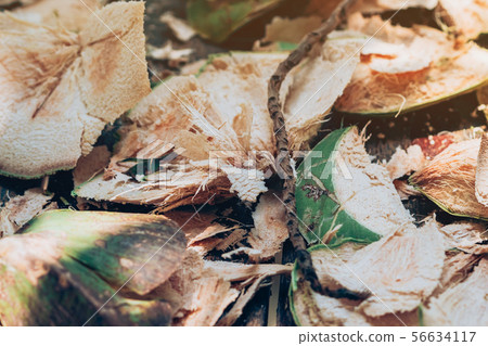 Close up to Coconut peel on the table Close up to Coconut peel on the table 56634117