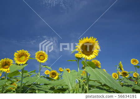 Sunflower field in Musashimurayama Sunflower field in Musashimurayama 56634191