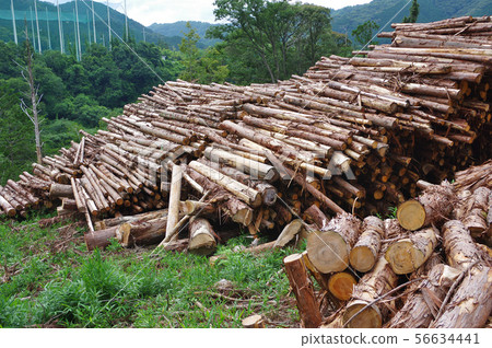 Log of logs 56634441