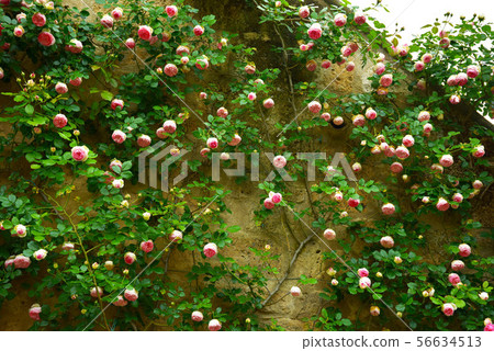 The sword on the wall is opened by Masamori Akira. The sword on the wall is opened by Masamori Akira. 56634513