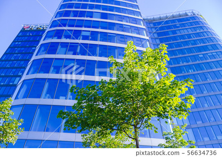 reen tree on the background of skyscraper 56634736