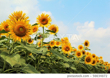 sunflower sunflower 56634872