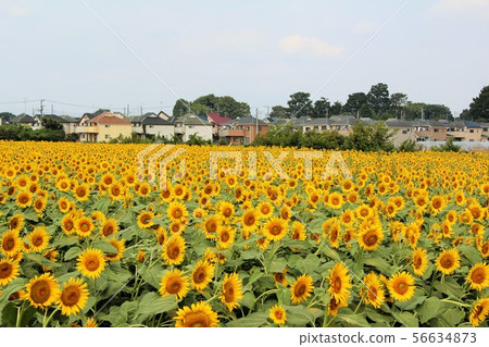 Sunflower field Sunflower field 56634873