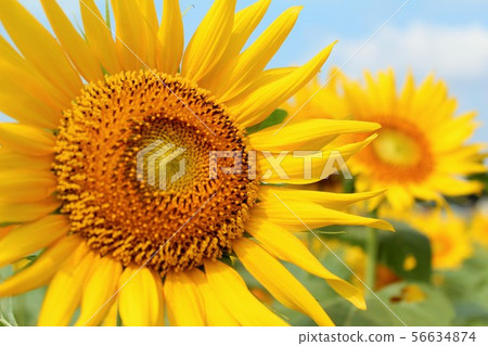 Sunflower up Sunflower up 56634874