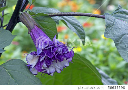 曼陀羅牽牛花 56635598