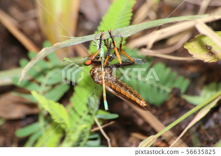 Aome Ab which prey on Blue-tailed Dragonfly 56635825