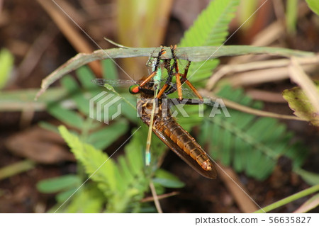 Aome Ab which prey on Blue-tailed Dragonfly Aome Ab which prey on Blue-tailed Dragonfly 56635827