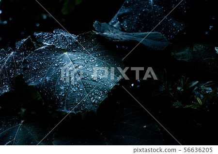 Water droplets Water droplets 56636205