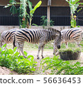 Zebras standing and eating grass.  56636453