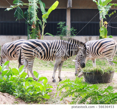 Zebras standing and eating grass. Zebras standing and eating grass. 56636453