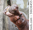 Huge hippo  in the water with a wide open mouth.   56636455
