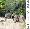 Zebras standing and eating grass.  56636456