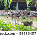 Zebras standing and eating grass.  56636457