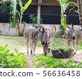 Zebras standing and eating grass.  56636458