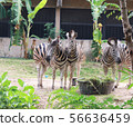Zebras standing and eating grass.  56636459