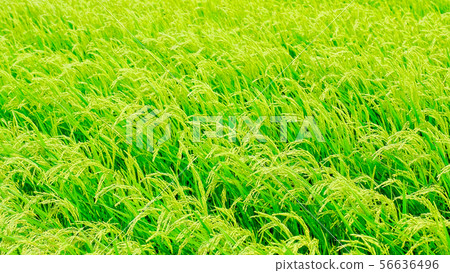 Summer rice (August) 56636496