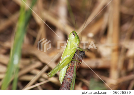 Cobainago幼蟲 56636889