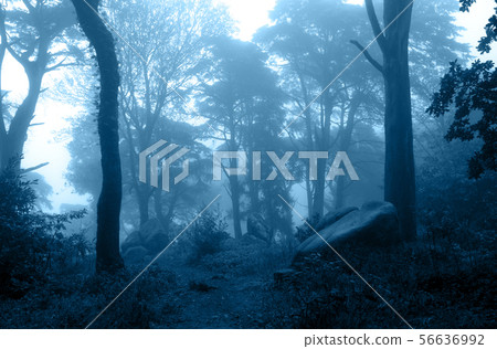 Mysterious landscape with trees and bushes in 56636992