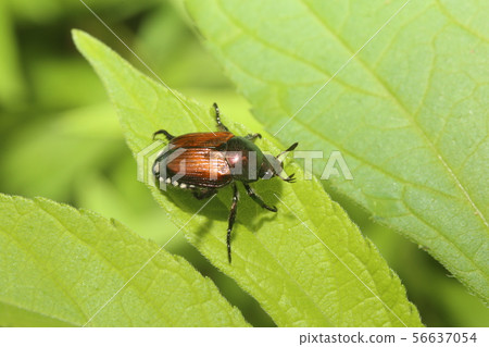 日本甲蟲 日本甲蟲 56637054