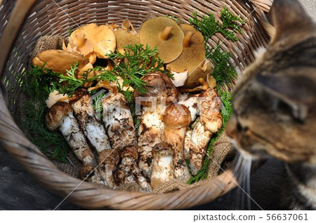 [Mushrooms in Mid-Autumn] Matsutake and Cat 56637061
