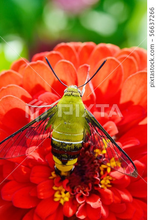 Hawk moth and zinnia Hawk moth and zinnia 56637266