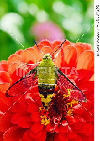 Hawk moth and zinnia Hawk moth and zinnia 56637269