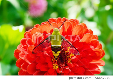 鷹蛾和百日草 鷹蛾和百日草 56637270