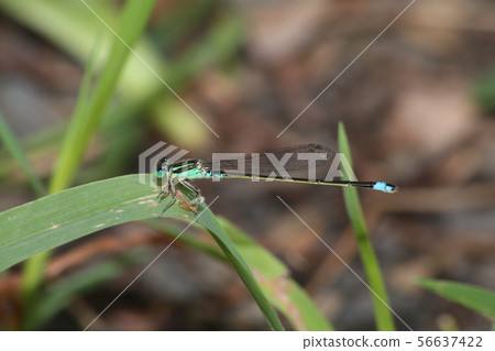 Ao montitonbo 56637422