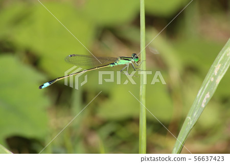 Ao montitonbo 56637423