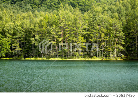 Shrine pond 56637450