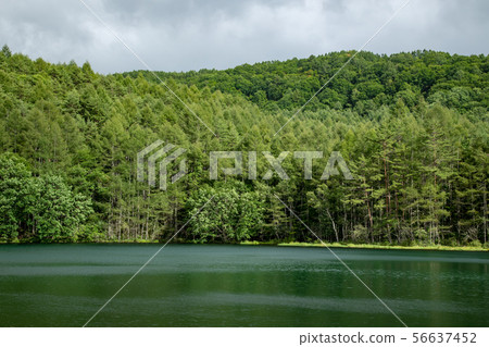 Shrine pond 56637452