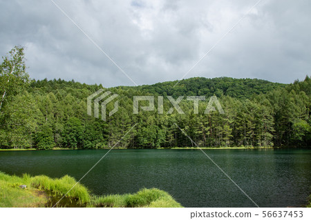 Shrine pond 56637453