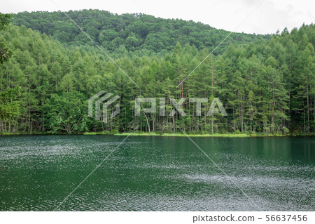 Shrine pond 56637456