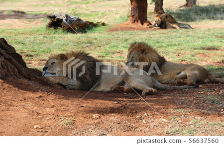 A flock of lions resting in the shade of trees A flock of lions resting in the shade of trees 56637560