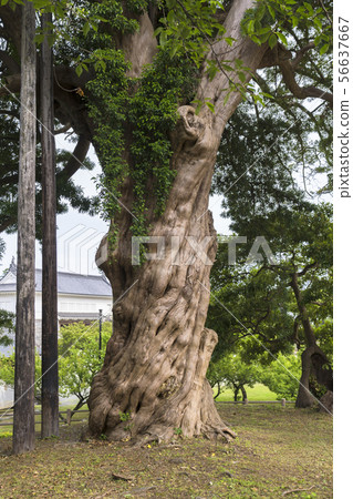 Inumaki 002 at Odawara Castle Park Inumaki 002 at Odawara Castle Park 56637667