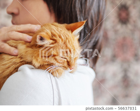 Cute ginger cat is peeping over men's shoulder 56637831