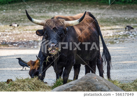 Heck cattle, Bos primigenius taurus or aurochs in the zoo Heck cattle, Bos primigenius taurus or aurochs in the zoo 56637849