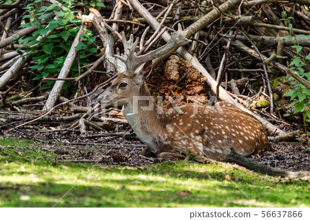 The fallow deer, Dama mesopotamica is a ruminant mammal The fallow deer, Dama mesopotamica is a ruminant mammal 56637866