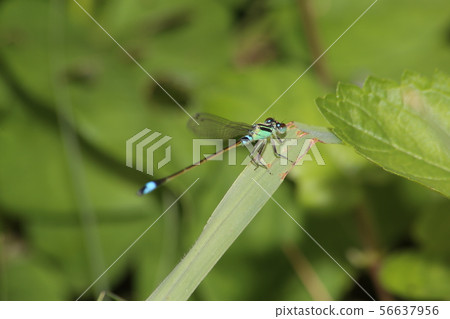 Ao montitonbo 56637956