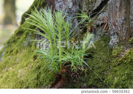 改變世代雪松...... 1 56638362