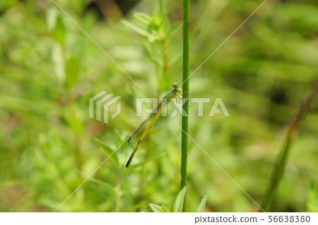 沼澤雜種植物上的黃蜻蜓... 3 沼澤雜種植物上的黃蜻蜓... 3 56638380