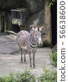 斑馬 56638600